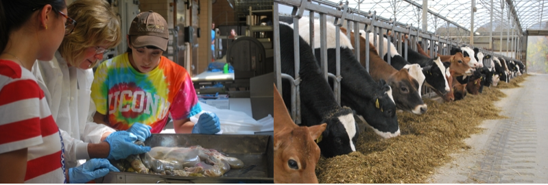 Dr. Sheila and students inspect a animal digestive tract (L); Dairy cows eating silage (R)