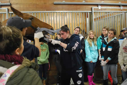ANSC Students learn the basics of equine dentistry in Horse Science Class
