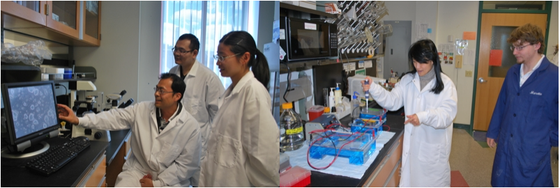 Dr. Young Tang and two graduate students observe microscopic material via a microscope image on a computer screen (L); Dr. Xiuchun (Tian) pipetting with undergraduate student in laboratory (R)
