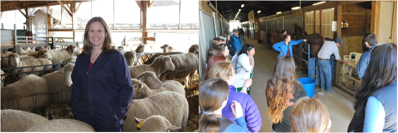 Dr. Kristen Govoni with UConn sheep (L); Dr. Sarah Reed with undergraduate class observe ultrasound on UConn Morgan mare (R)
