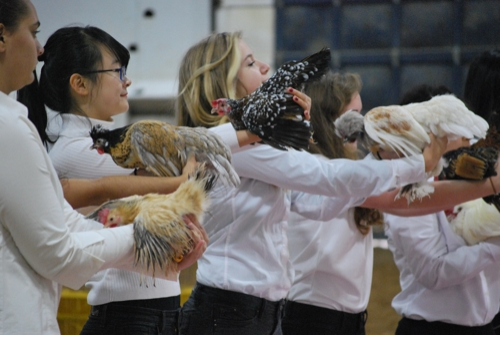 students presenting poultry during little i livestock show