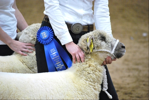 sheep standing beside student during little i award ceremony