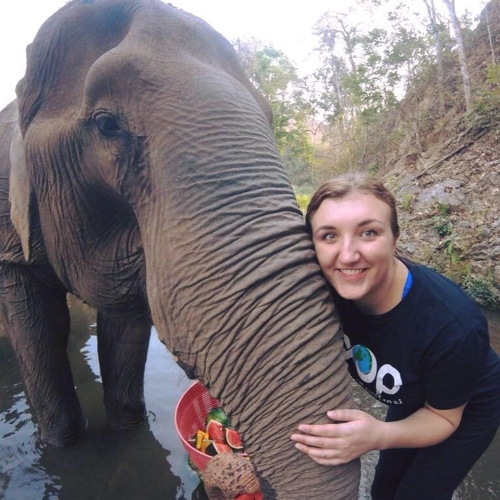 ansc student feeding elephant during study abroad/internship