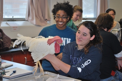 students working with poultry in poultry lab