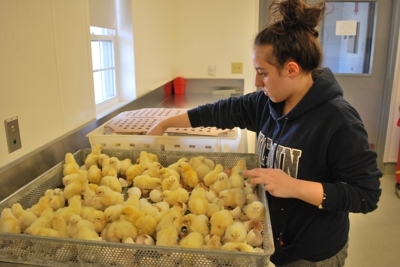students working with poultry in poultry lab