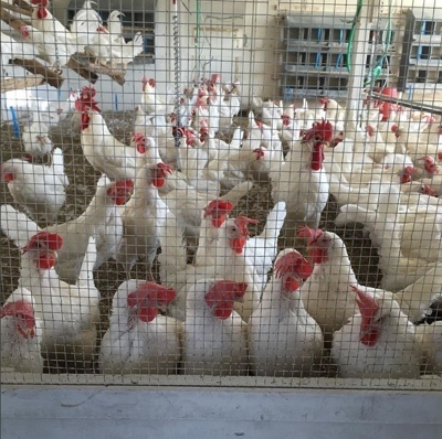 flock of poultry gathered in poultry unit coop