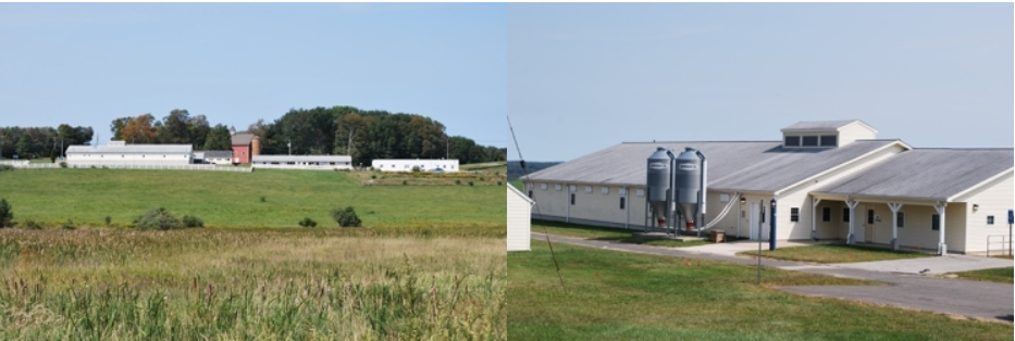 horsebarn hill pasture with the Kellogg Dairy Center and Poultry Unit in the background (L); concentrated view of the Poultry Unit from Horsebarn Hill Road