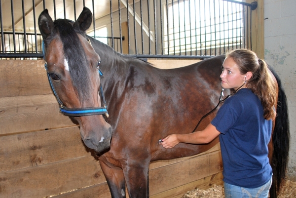Career - Equine Employment Opportunities | Department of Animal Science