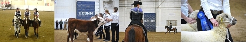 UConn Polo Team on horses (left), UConn Beef Cattle (middle left) at Little I Livestock Show, UConn western rider on horse (center right), UConn sheep at little I livesock show with blue ribbon
