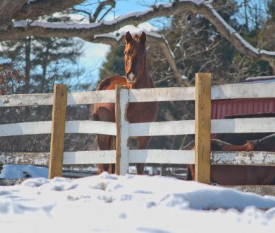 Horse gazing over a fence during the winter