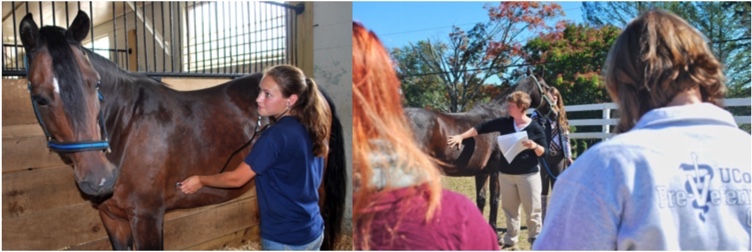 Student uses stethoscope on UConn Morgan horse (left); Dr. Jenifer Nadeau lectures students on horse body condition (right)