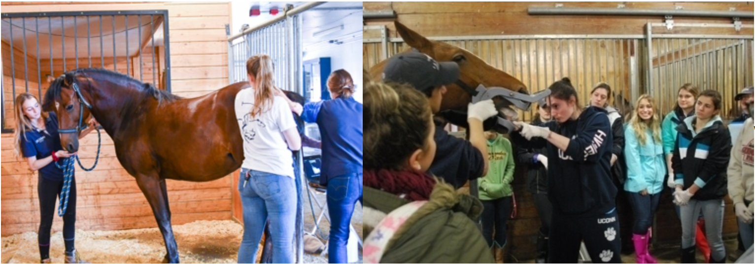Student equine unit employees assist with an ultrasound (left) and students in Equine Science class assist the veterinarian with dental work (right)