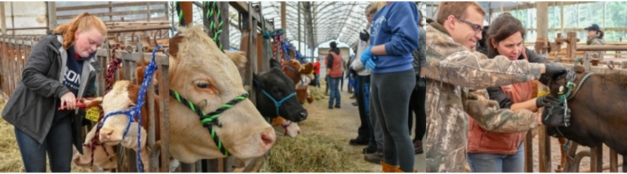 Undergraduate students learning how to tattoo and tag beef cattle via a hands-on Livestock Management class