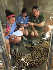 Members of Pre-Vet club assist a vet with a jaguar in Honduras while on Alternative Spring Break