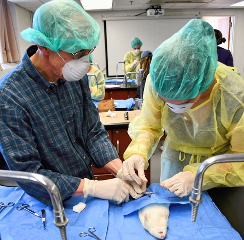 An ANSC undergraduate student performs a castration on a rat in Lab Animal class with assistance from Dr. Milvae