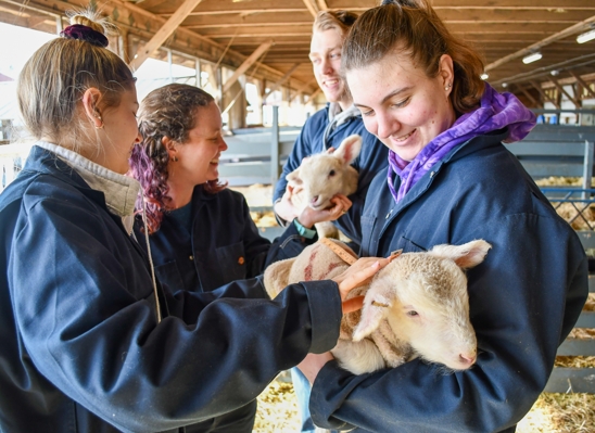 livestock vet schools near me