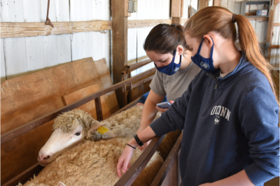 Two ANSC students examining sheep