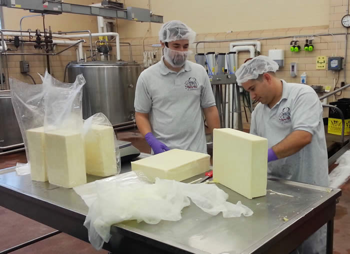 Creamery staff working with blocks of cheese