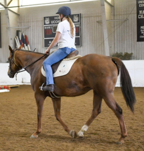 horses, team, equine, horseback riding, instruction